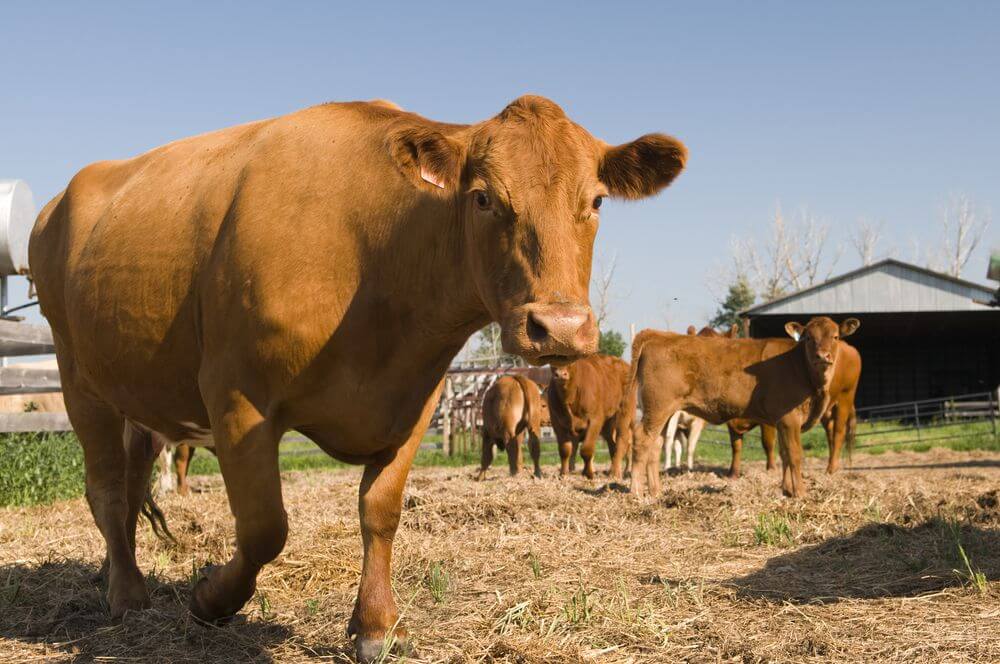 farm-cattle.jpg