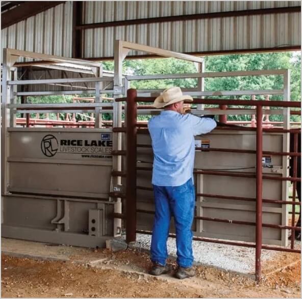 Livestock-Scales-Thumbnail-Image.jpg