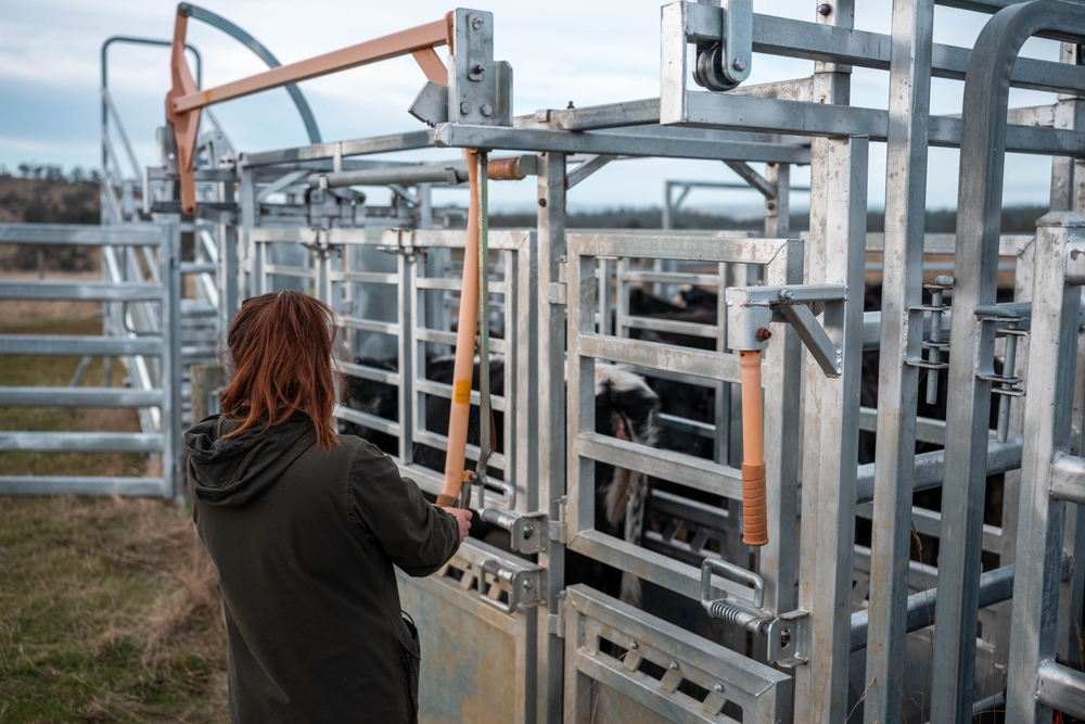 livestock scale maintenance